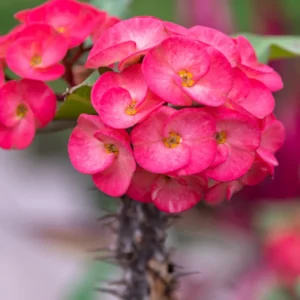 Crown of Thorns Plant - Red Flower Live Succulent - 4 Inch Pot