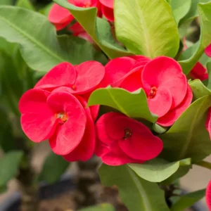Crown of Thorns Plant - Red Flower Live Succulent - 4 Inch Pot