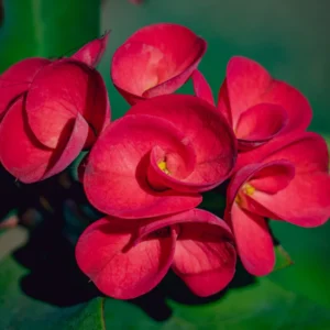 Crown of Thorns Plant - Red Flower Live Succulent - 4 Inch Pot