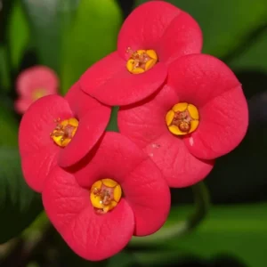 Red Crown of Thorns Plant Live - 4 Inch Potted Succulent Plant