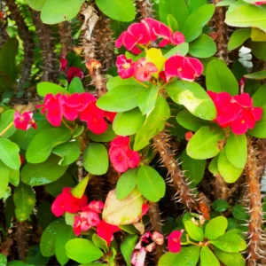 Red Crown of Thorns Plant Live - 4 Inch Potted Succulent Plant