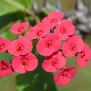 Red Crown of Thorns Plant Live - 4 Inch Potted Succulent Plant
