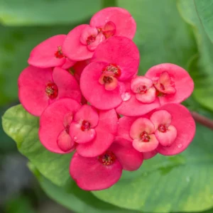 Red Crown of Thorns Plant Live - 4 Inch Potted Succulent Plant