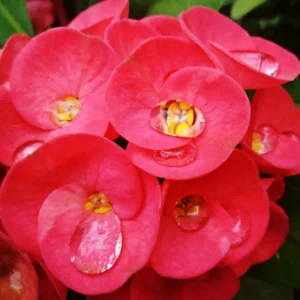 Euphorbia Crown of Thorns Plant - Red Potted Succulent, 5-7 Inches