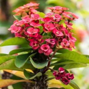 Euphorbia Crown of Thorns Plant - Red Potted Succulent, 5-7 Inches