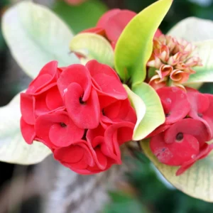 Euphorbia Crown of Thorns Plant - Red Potted Succulent, 5-7 Inches