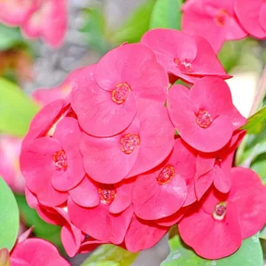 Euphorbia Crown of Thorns Plant - Red Potted Succulent, 5-7 Inches