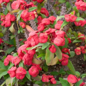Red Crown of Thorns Plant - Live Euphorbia Milii Succulent - 5-7 Inch Potted Plant