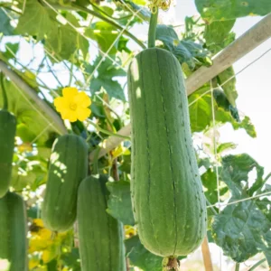 Luffa Plants Live - Potted Vegetable Plants for Garden Planting