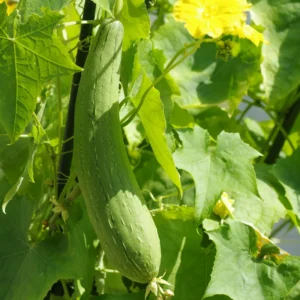 Luffa Plants Live - Potted Vegetable Plants for Garden Planting