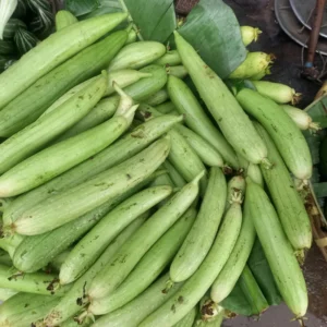 Luffa Plants Live - Potted Vegetable Plants for Garden Planting