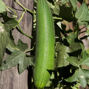 Luffa Plants Live - Potted Vegetable Plants for Garden Planting