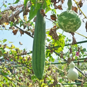 Luffa Plants Live - Potted Vegetable Plants for Garden Planting