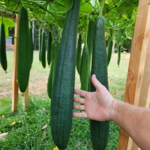 Luffa Plants - 2 Vegetable Plants for Outdoor Planting - 4 Inches Tall