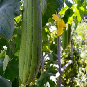 Luffa Plants - 2 Vegetable Plants for Outdoor Planting - 4 Inches Tall