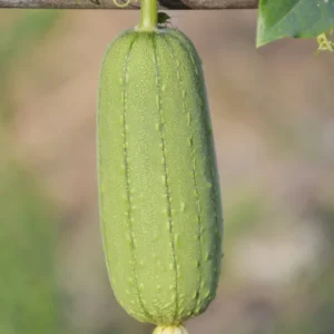 Luffa Plants - 2 Vegetable Plants for Outdoor Planting - 4 Inches Tall