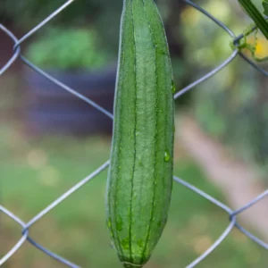 Luffa Plants - 2 Vegetable Plants for Outdoor Planting - 4 Inches Tall