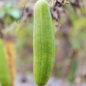 Luffa Gourd Plant - Live Seedlings in Pot - Vegetable Vine