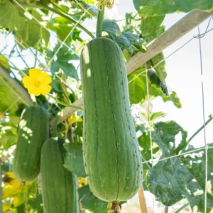 Luffa Gourd Plant - Live Seedlings in Pot - Vegetable Vine