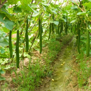 Luffa Gourd Plants For Planting - Potted Live Vegetable Plants 4-6 Inches