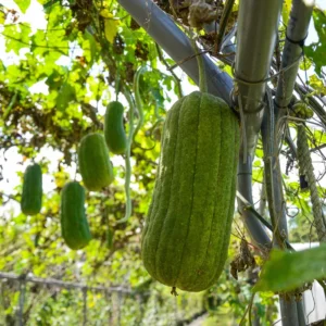 Luffa Gourd Plants For Planting - Potted Live Vegetable Plants 4-6 Inches