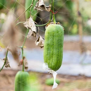 Luffa Gourd Plants For Planting - Potted Live Vegetable Plants 4-6 Inches