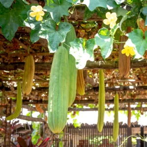 Luffa Gourd Plants For Planting - Potted Live Vegetable Plants 4-6 Inches