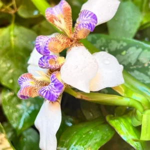 Walking Iris Plants - 4 Pack - Purple Iris Flower Plants - Live Outdoor Plants