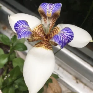 Walking Iris Plants - 4 Pack - Purple Iris Flower Plants - Live Outdoor Plants