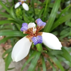 Walking Iris Plants - 4 Pack - Purple Iris Flower Plants - Live Outdoor Plants