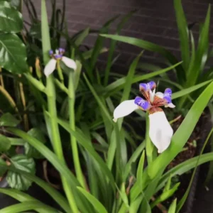 Walking Iris Plants - 4 Pack - Purple Iris Flower Plants - Live Outdoor Plants