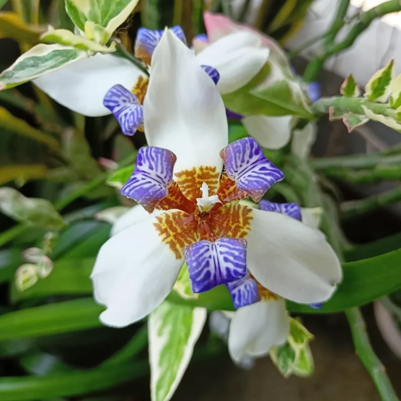 Walking Iris Plants - 4 Purple Live Flowering Plants Outdoor Garden