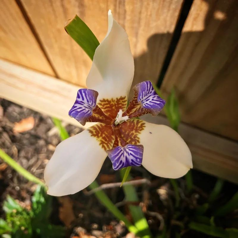 Walking Iris Plants - 4 Purple Live Flowering Plants Outdoor Garden