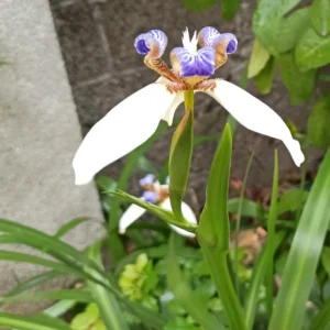 Walking Iris Plants - 4 Purple Live Flowering Plants Outdoor Garden