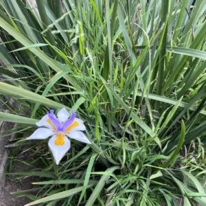 Walking Iris Plants - 4 Purple Live Flowering Plants Outdoor Garden