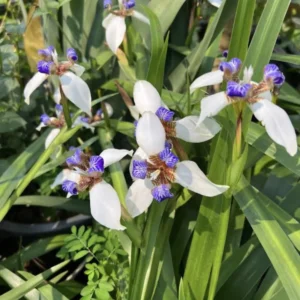 Iris Plants - 4 Pack - Walking, Reblooming, Rare - Purple Flowering Outdoor Plants