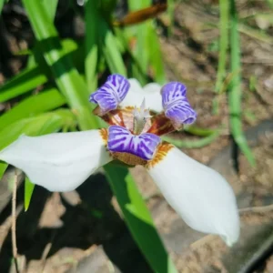 Iris Plants - 4 Pack - Walking, Reblooming, Rare - Purple Flowering Outdoor Plants