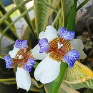 Iris Plants - 4 Pack - Walking, Reblooming, Rare - Purple Flowering Outdoor Plants