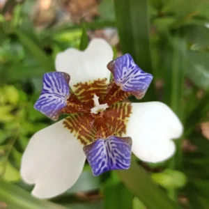 Iris Plants - 4 Pack - Walking, Reblooming, Rare - Purple Flowering Outdoor Plants