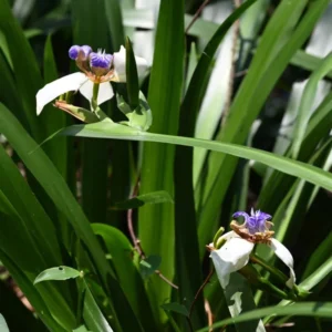 Iris Plants - 4 Pack - Walking, Reblooming, Rare - Purple Flowering Outdoor Plants