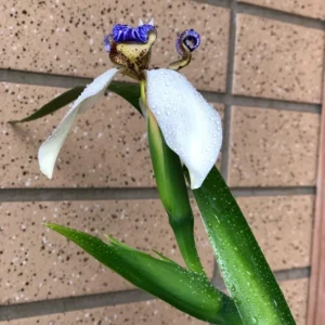 Iris Plants - 4 Pack - Walking, Reblooming, Rare - Purple Flowering Outdoor Plants