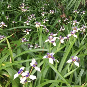 Walking Iris Plants - 4 Live Purple Perennial Flowering Plants Spring Planting