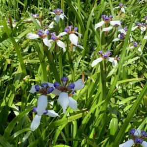 Walking Iris Plants - 4 Live Purple Perennial Flowering Plants Spring Planting