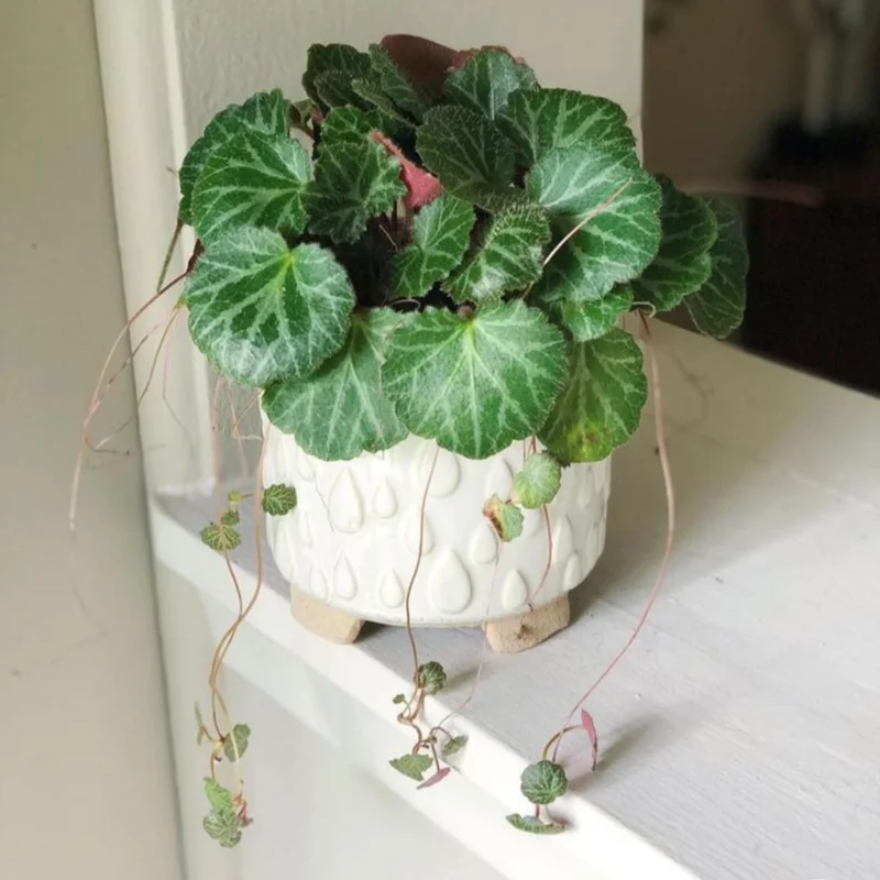 Strawberry Begonia Plant Live - 4 Inch Indoor Outdoor Houseplant