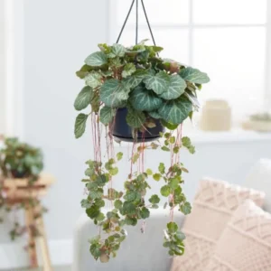 Strawberry Begonia Plant Live - 4 Inch Indoor Outdoor Houseplant