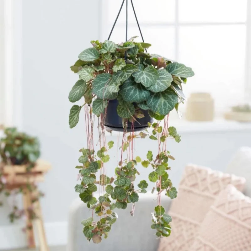Strawberry Begonia Plant Live - 4 Inch Indoor Outdoor Houseplant