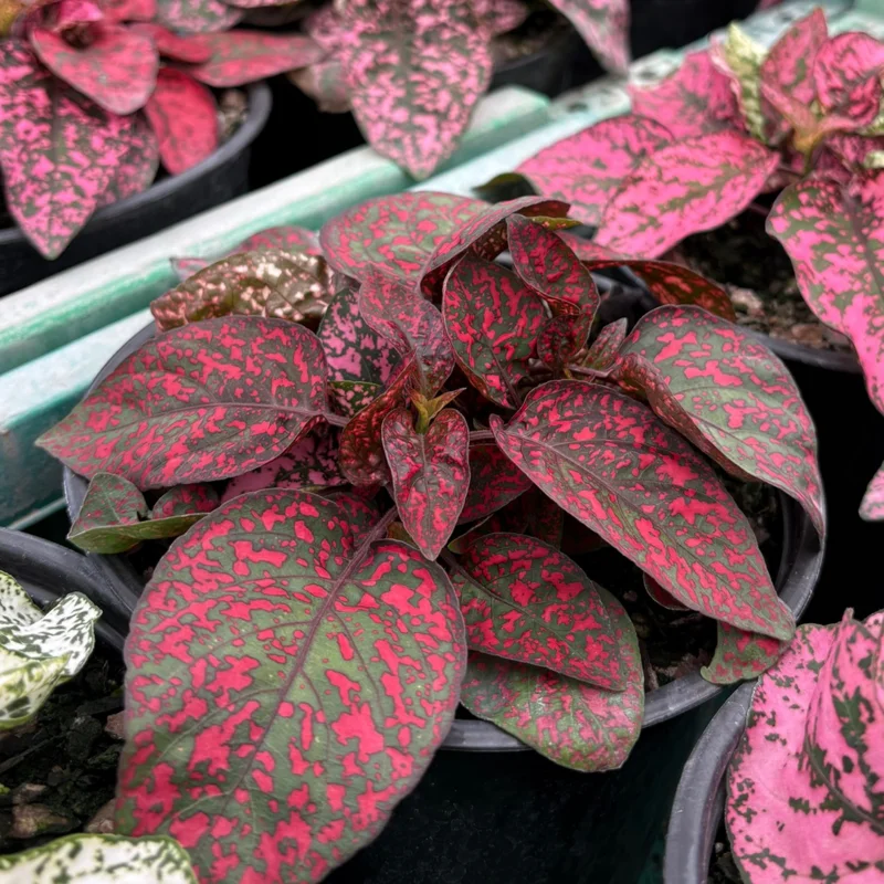 Hypoestes Phyllostachya Live Plants - Red Polka Dot Starter - Indoor Houseplants