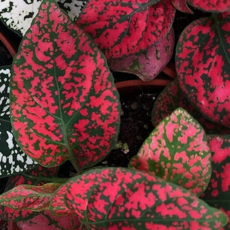 Hypoestes Phyllostachya Live Plants - Red Polka Dot Starter - Indoor Houseplants