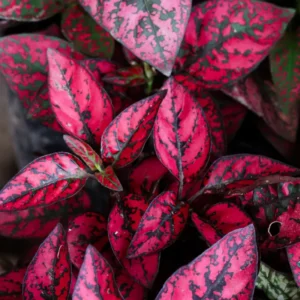 Hypoestes Phyllostachya Live Plants - Red Polka Dot Starter - Indoor Houseplants