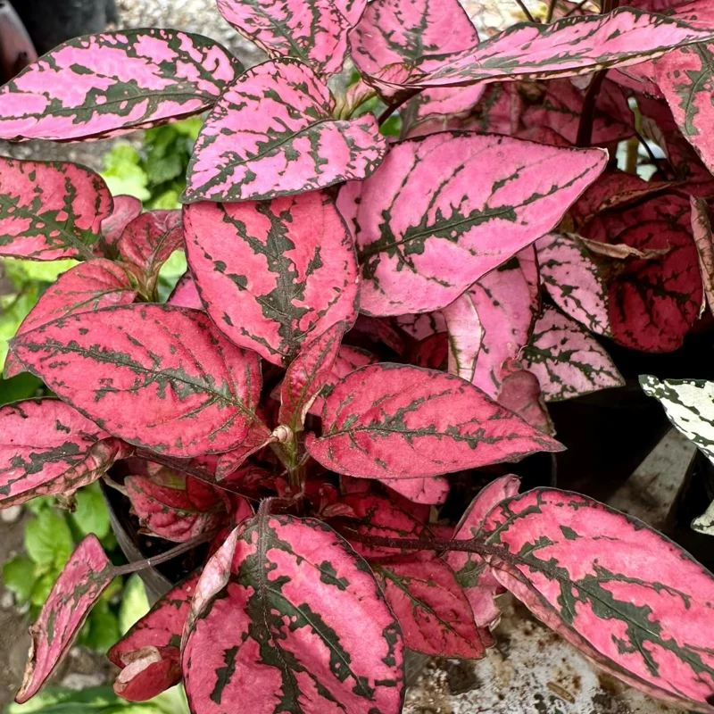 Hypoestes Phyllostachya Live Plants - Red Polka Dot Starter - Indoor Houseplants